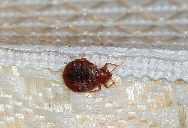 Bed Bug