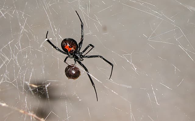 Black widow spider in a web