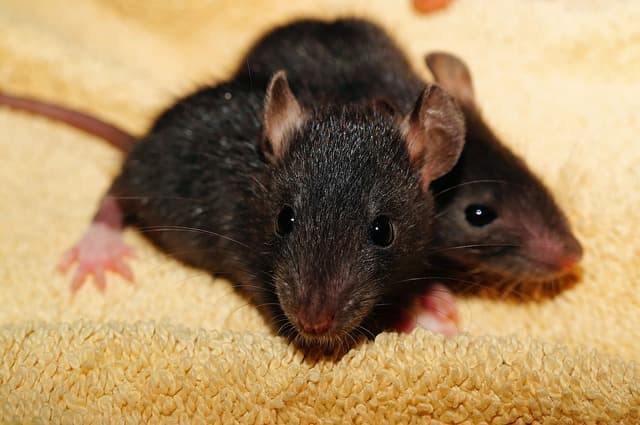 House Rat