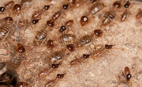 Termite inspection in San Tan Valley, Arizona