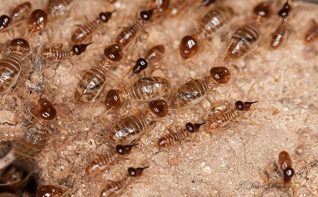 Subterranean termite shelter tubes on an Arizona foundation