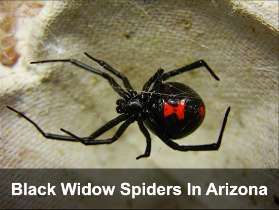The Black Widow – How To Eliminate This Little Lady