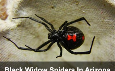 The Black Widow – How To Eliminate This Little Lady